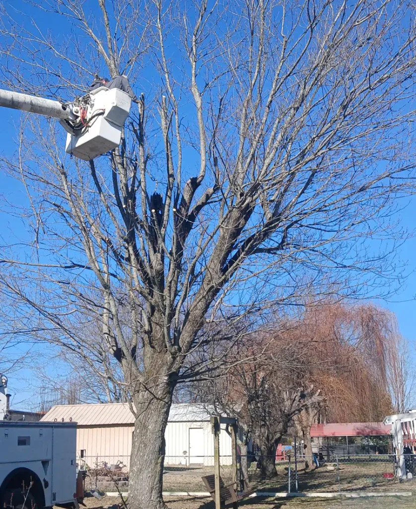 tree removal